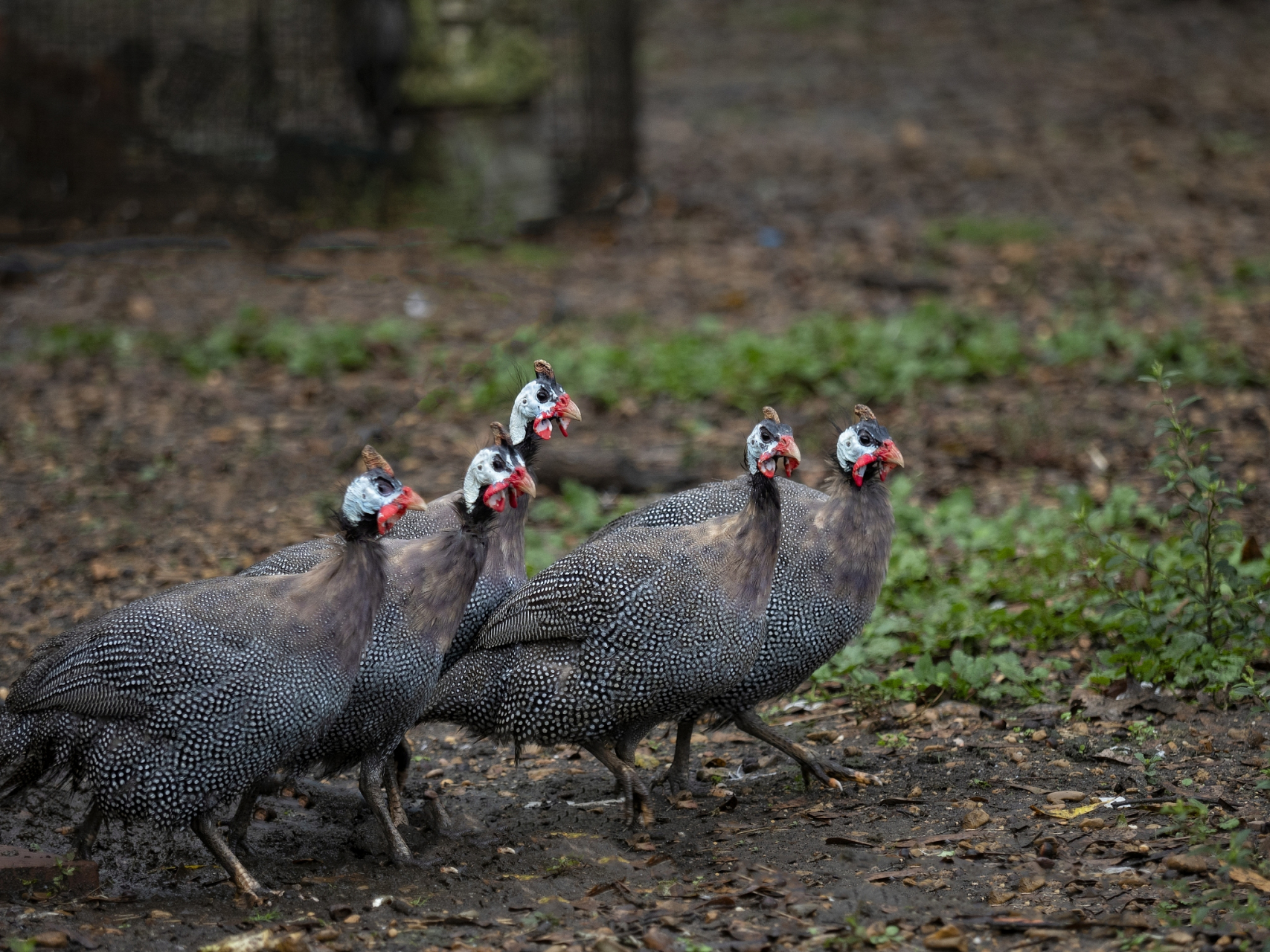 分辨珍珠鸡公母有妙招!观察外观,体型和行为,轻松辨别.