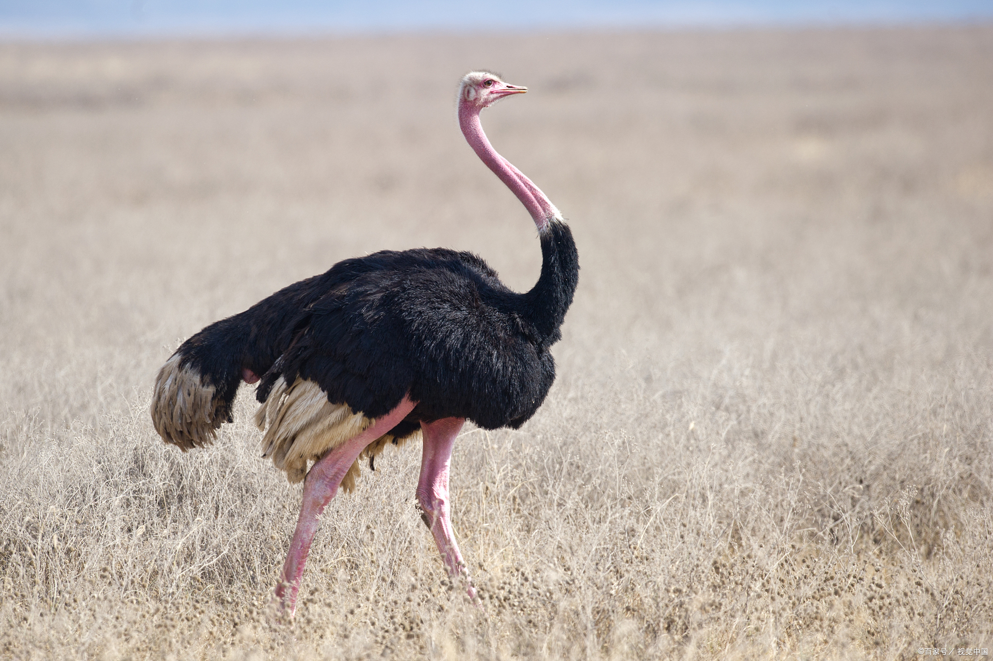 养鸵鸟公的好还是母的好