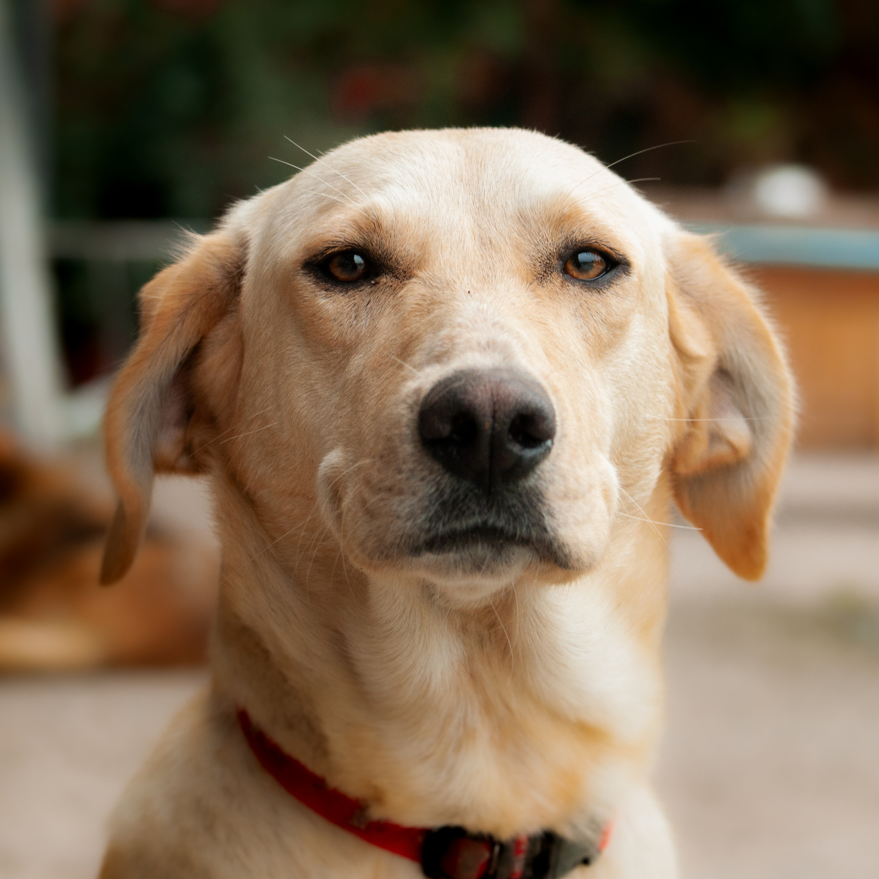 拉布拉多犬是一种友善,聪明,温顺的狗,是导盲犬的首选之一.