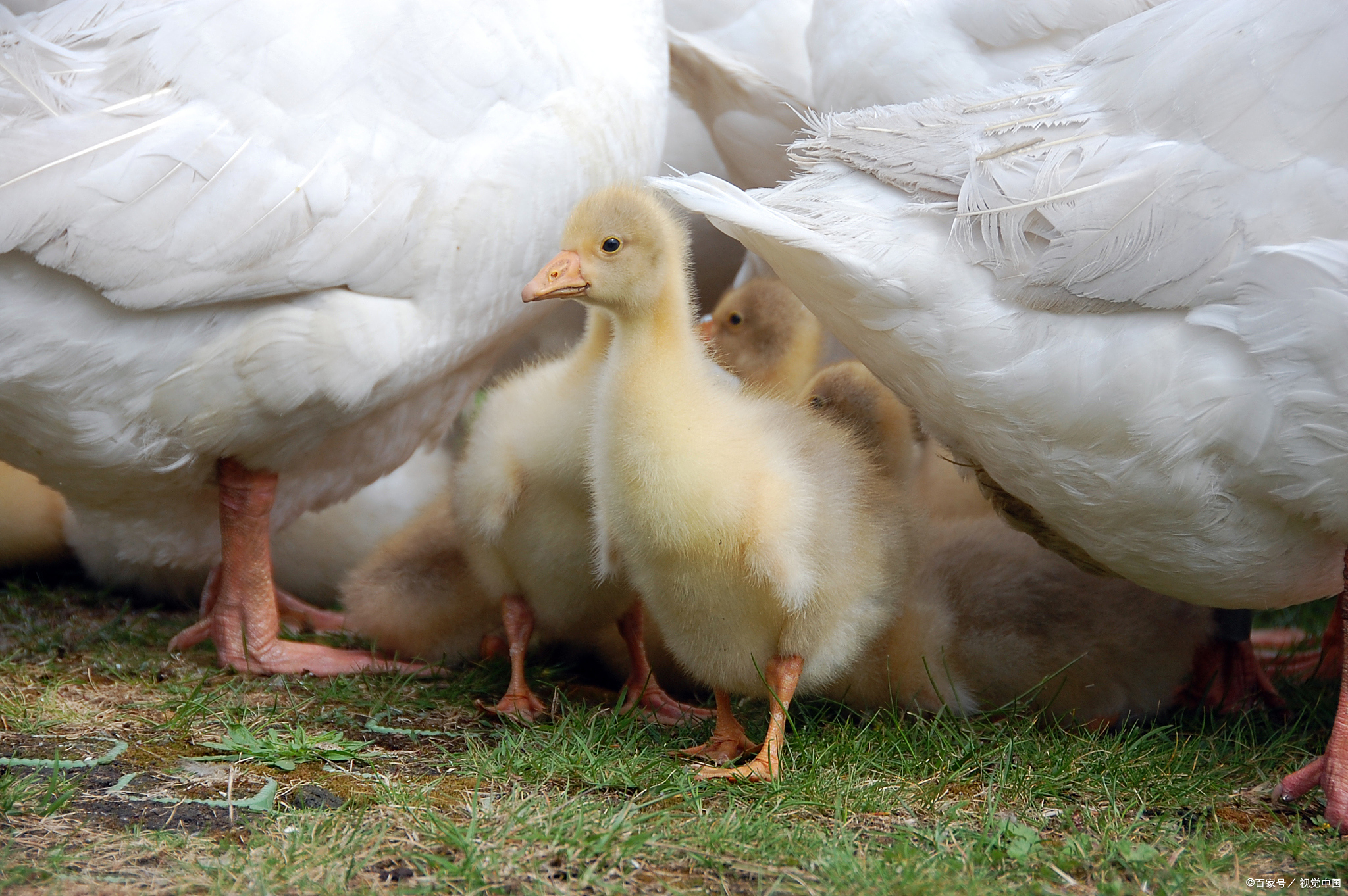 养小鹅温度多少合适