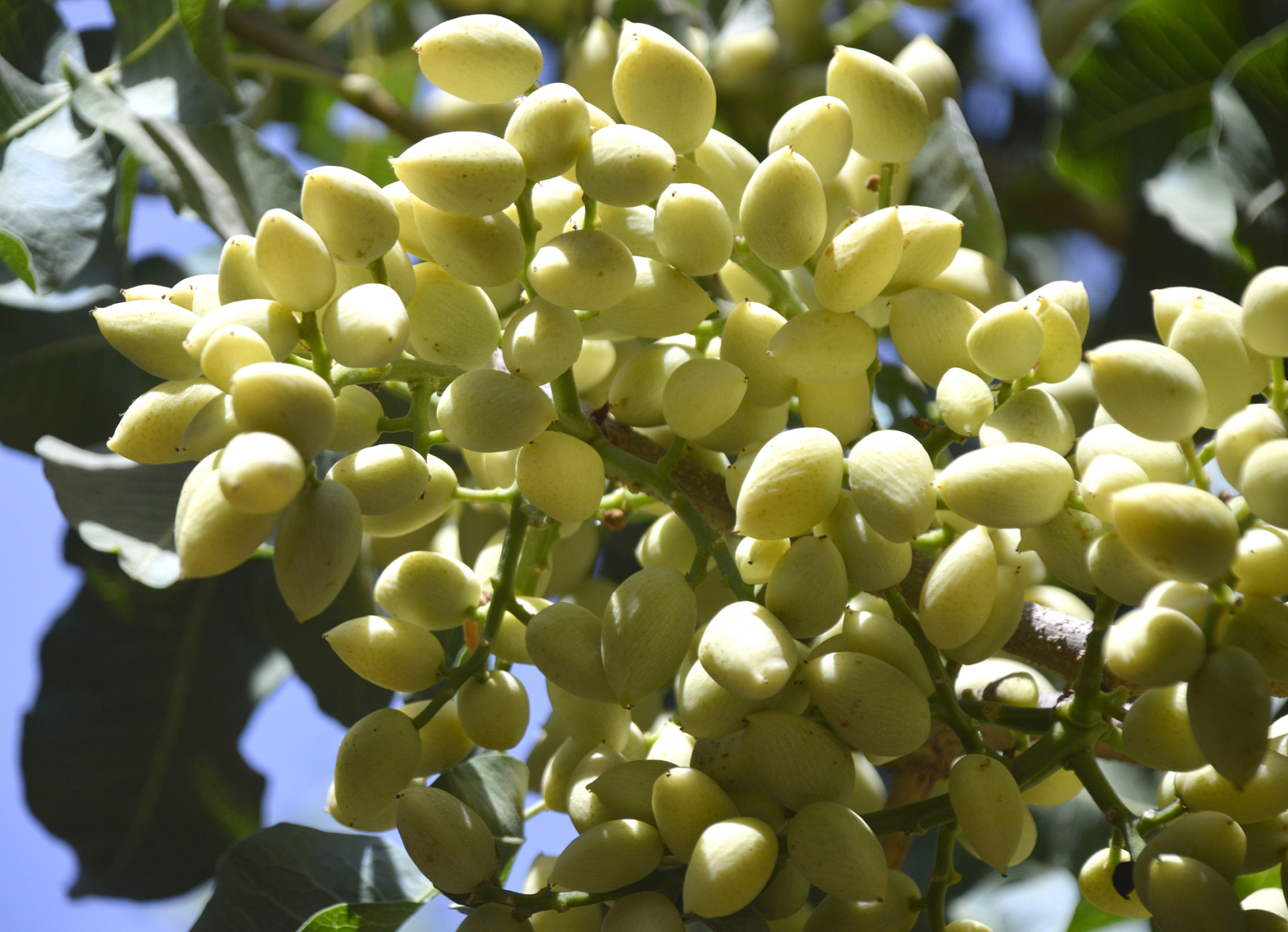 开心果是漆树科黄连木属阿月浑子树的果实,原产于伊朗和叙利亚,现在已
