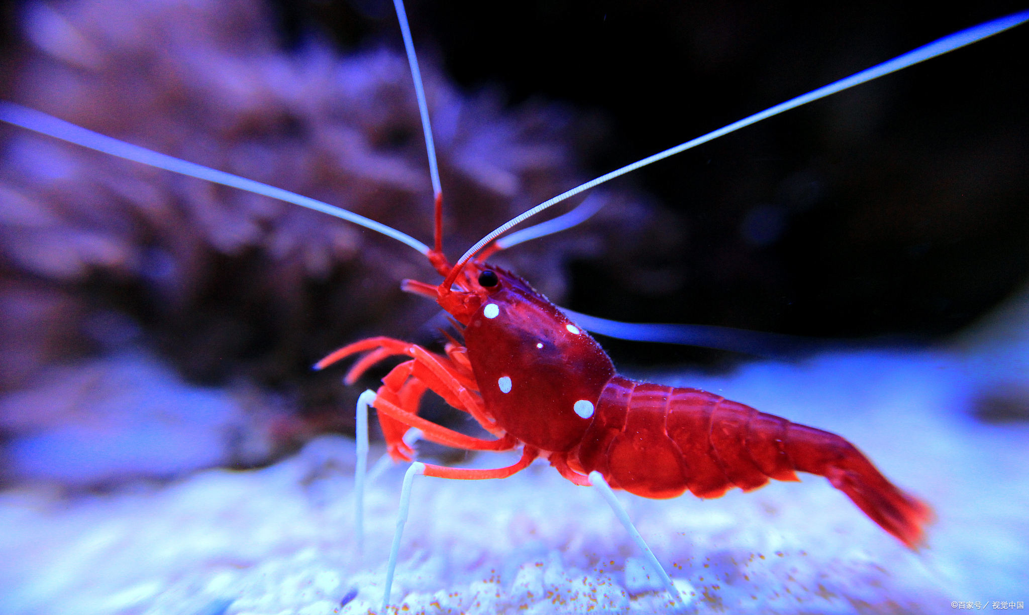 宠物虾多少天换一次水?