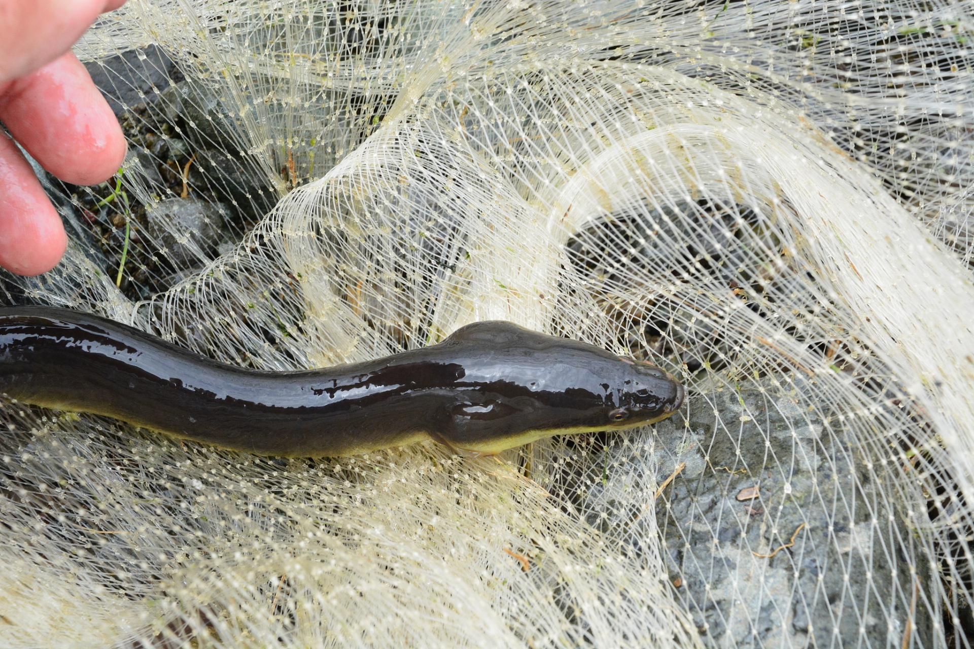 鳗鱼人工繁殖的可行性关键在于建立适宜的繁殖环境,选育优良品种,控制