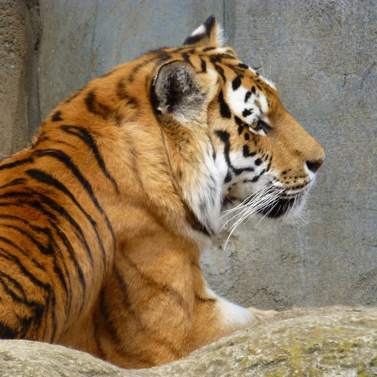 东北虎,又被称为西伯利亚虎,是世界上最濒危的大型猫科动物之一.