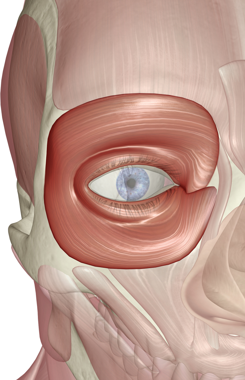 **闭眼**:这是眼轮匝肌最基本