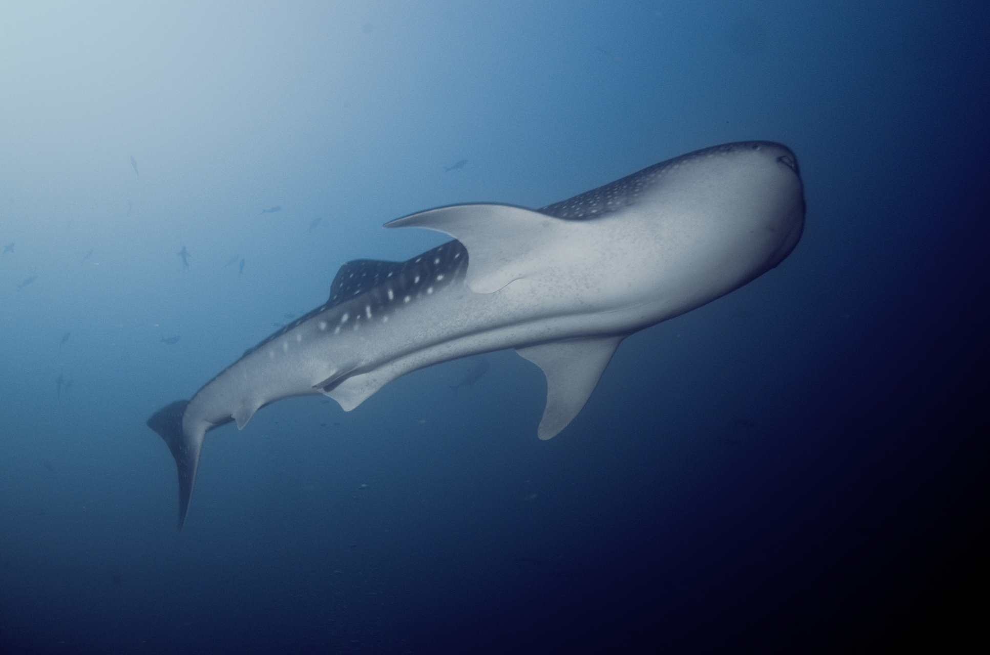 每日一个小知识:鲸鲨是世界上最长寿的动物  根据研究,动物中寿命最长