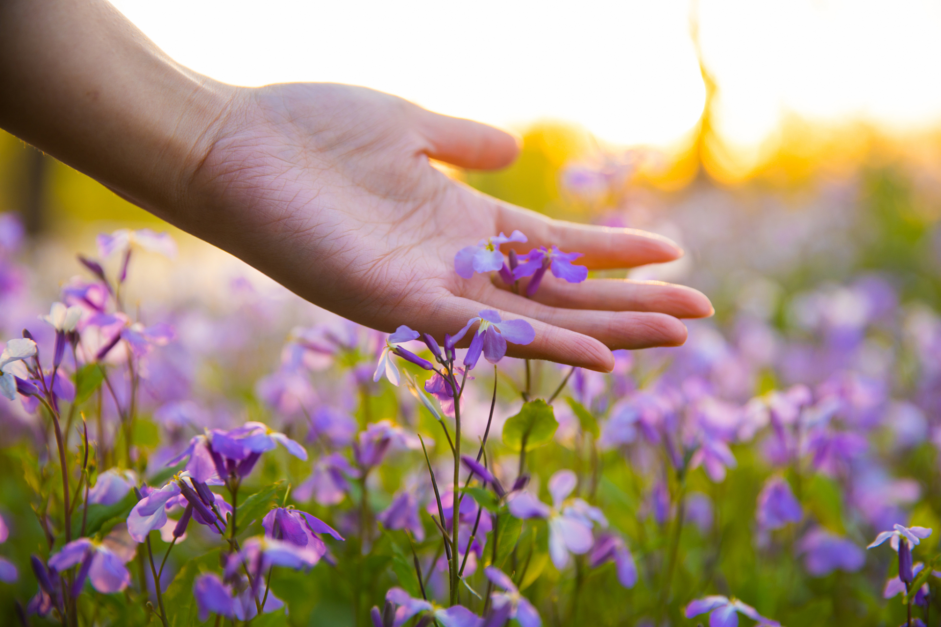 手拿野花怎样拍照好看?