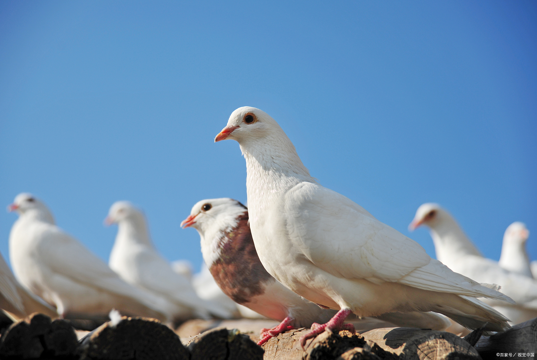 鸽子的饮食,除了水和空气之外,最重要的就是各种粮食了.