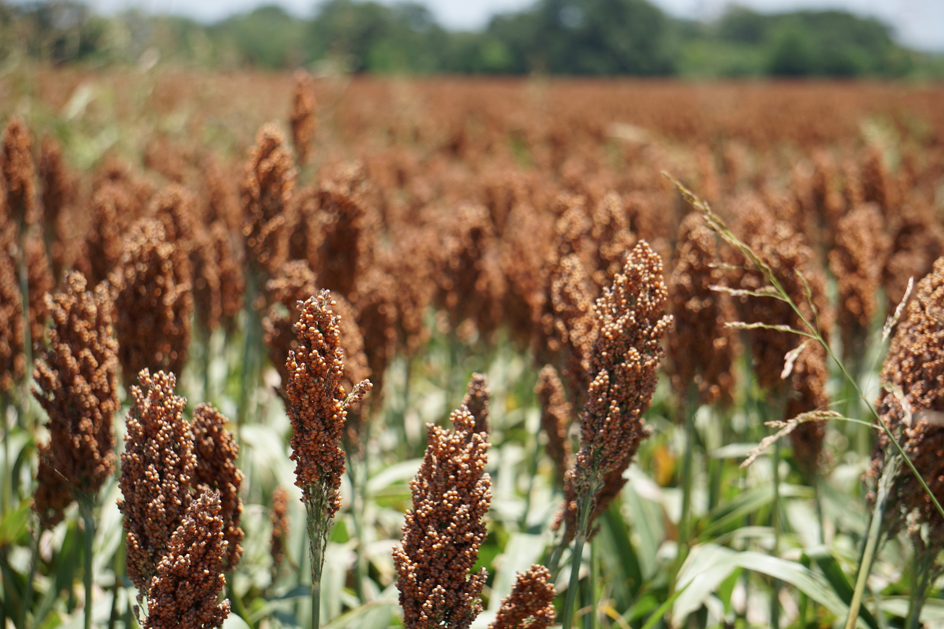 想不通,道不明,不如一醉方休.