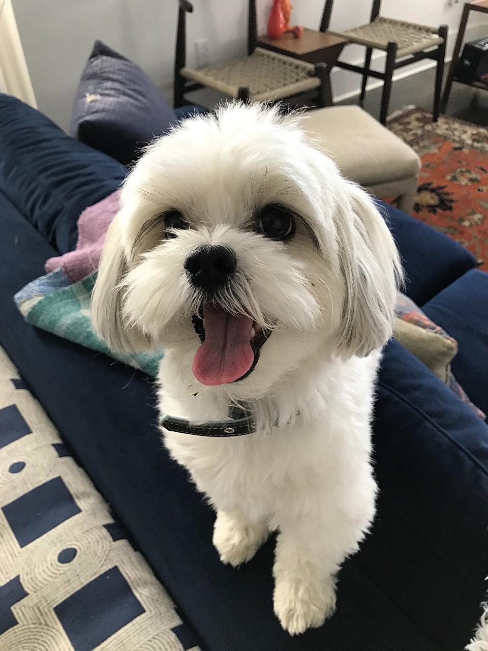 马尔济斯犬(maltese)是一种受欢迎的小型宠物犬品种,起源于地中海地区