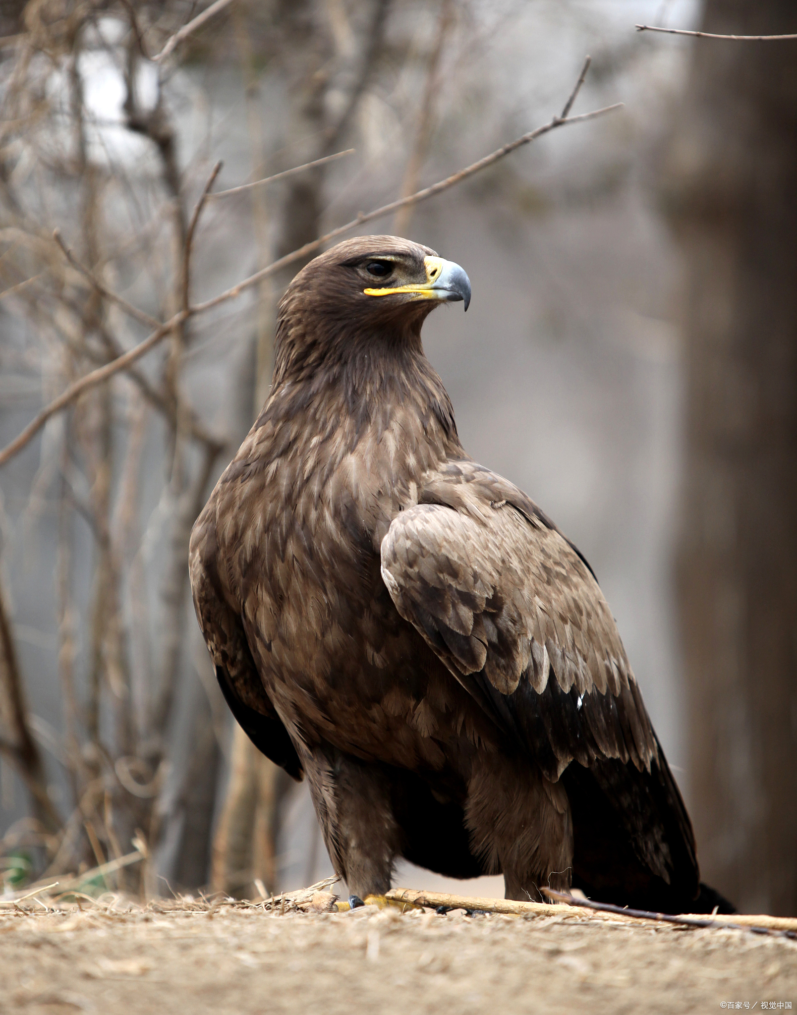 老鹰可以驯服吗?