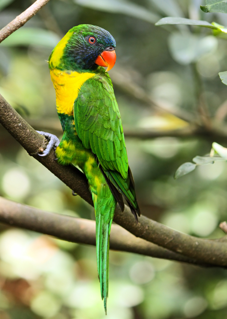 鹦鹉的陪伴时间一般在7到12年之间,足以让你和宠物建立深厚的感情.