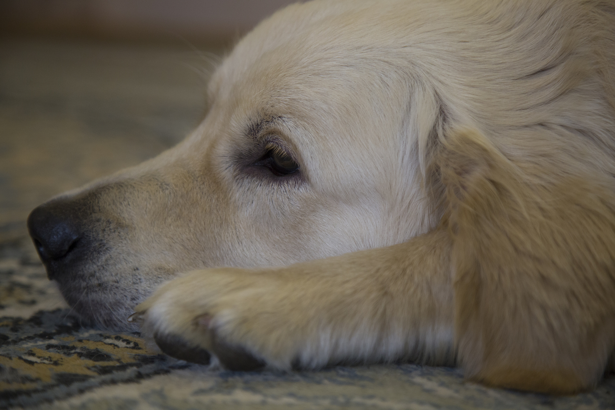 给狗狗服用肠虫清前需确保断奶.@心理导师卿越的动态