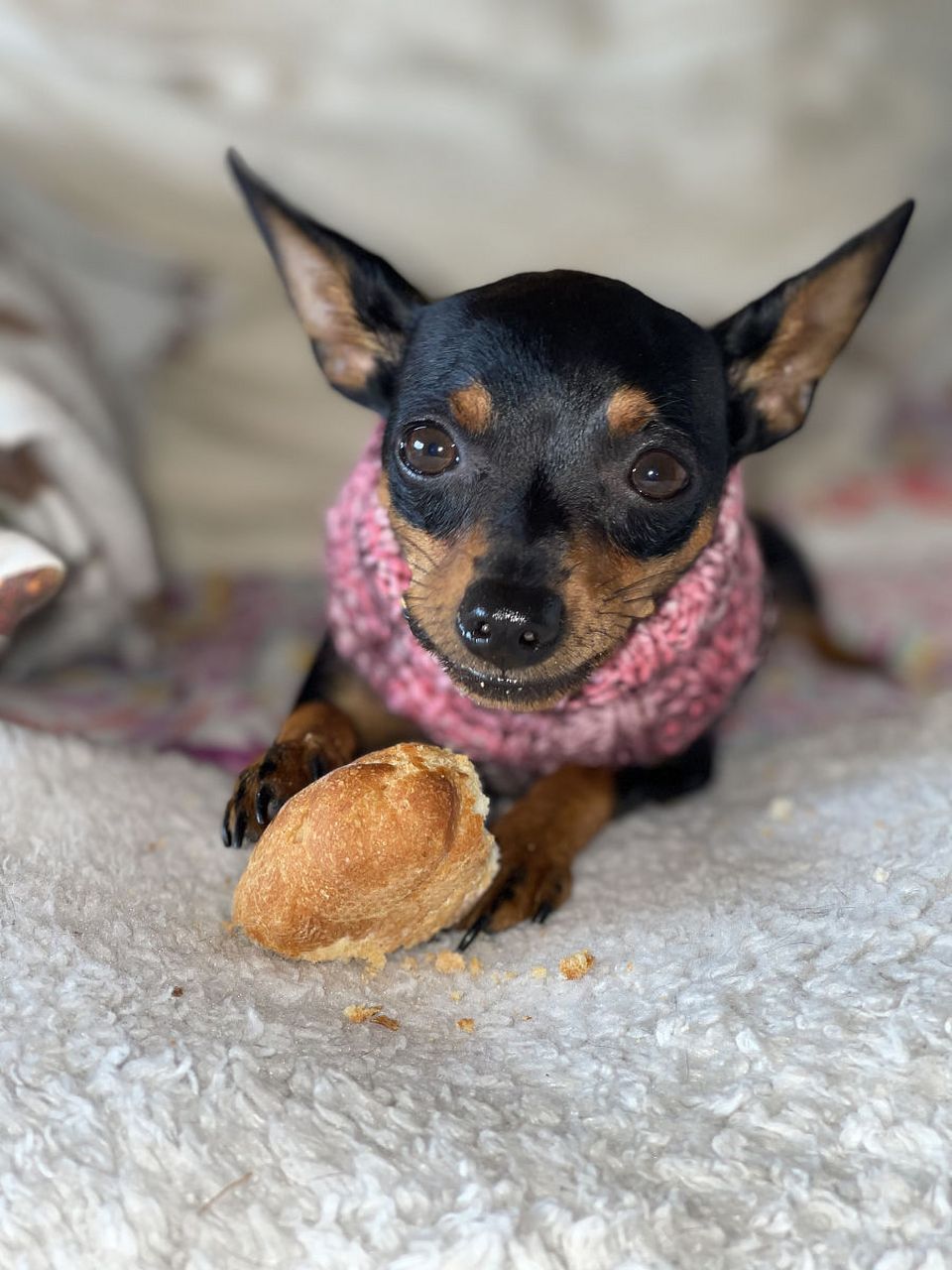 快来找到最适合你的忠实小伙伴吧![原文:迷人对比:吉娃娃与小鹿犬.