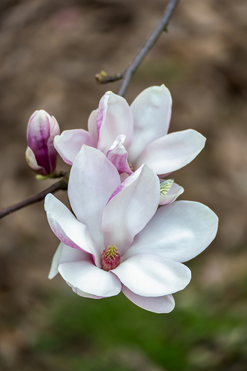 玉兰花的花瓣是什么样子
