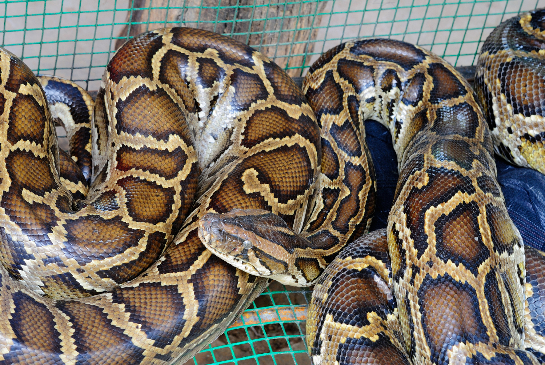 经过民警的观察,这条蟒蛇实在是太大了,他们不敢贸然行动,赶紧打119