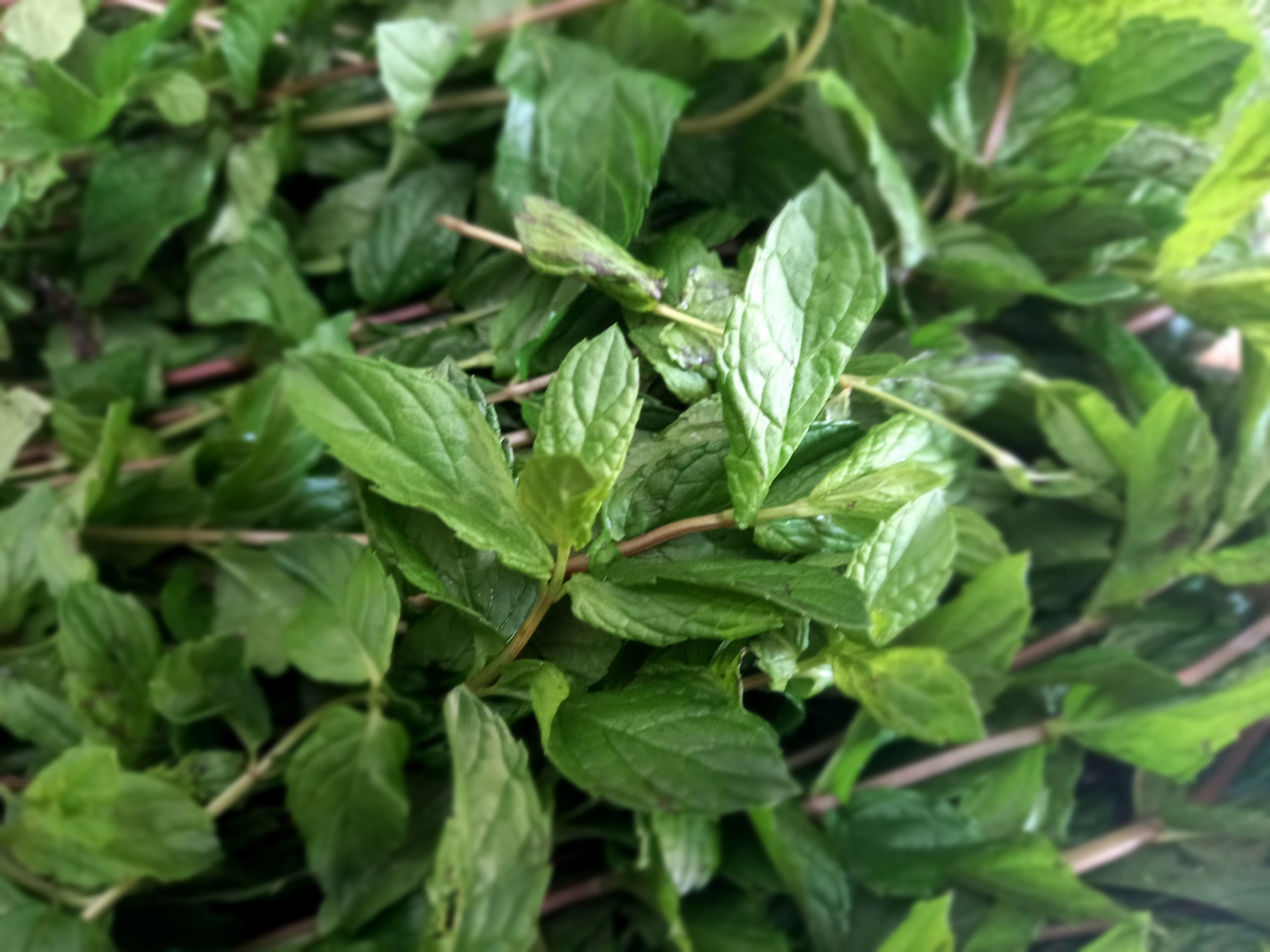 广东派潭凉粉草:南国的凉粉佳品 在广东省增城市北部山区派潭镇,有一