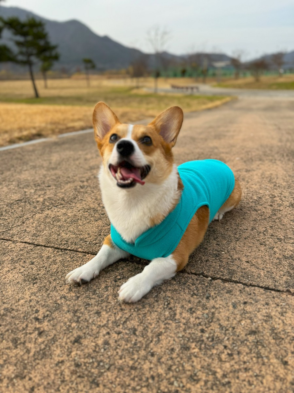 短腿萌神柯基犬,温顺聪明又忠诚!别再误解它凶猛啦.