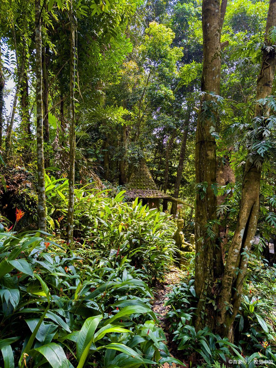 丽水箬寮原始林,古树参天,夏日氧吧宝藏!