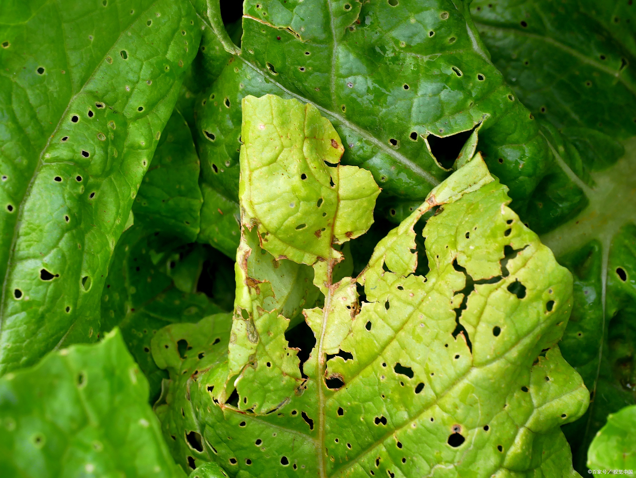 白菜软腐病,为啥总爱"盯上"咱的菜?三招教你轻松治!