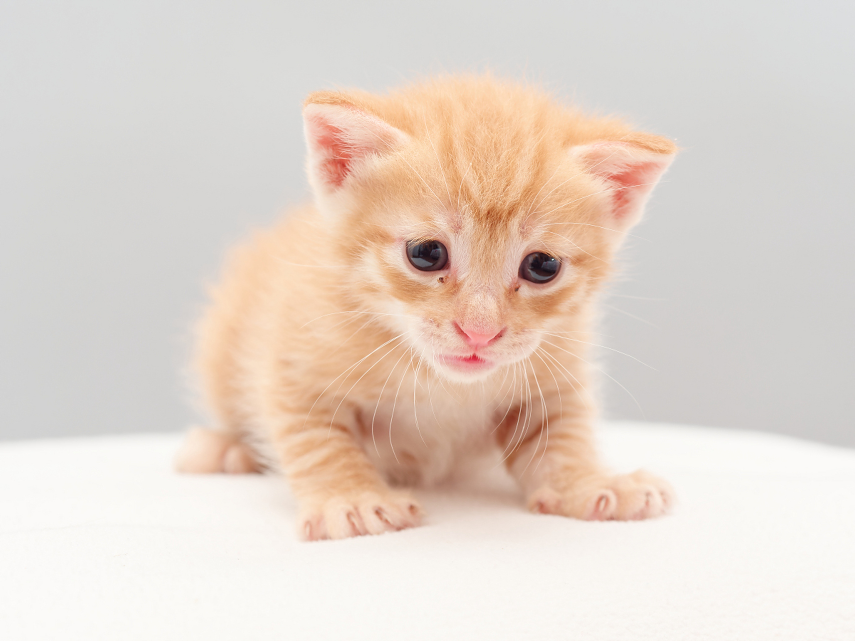 你家的小猫可以萌到让人心都化了 猫是人类最喜爱的宠物之一,它可爱的