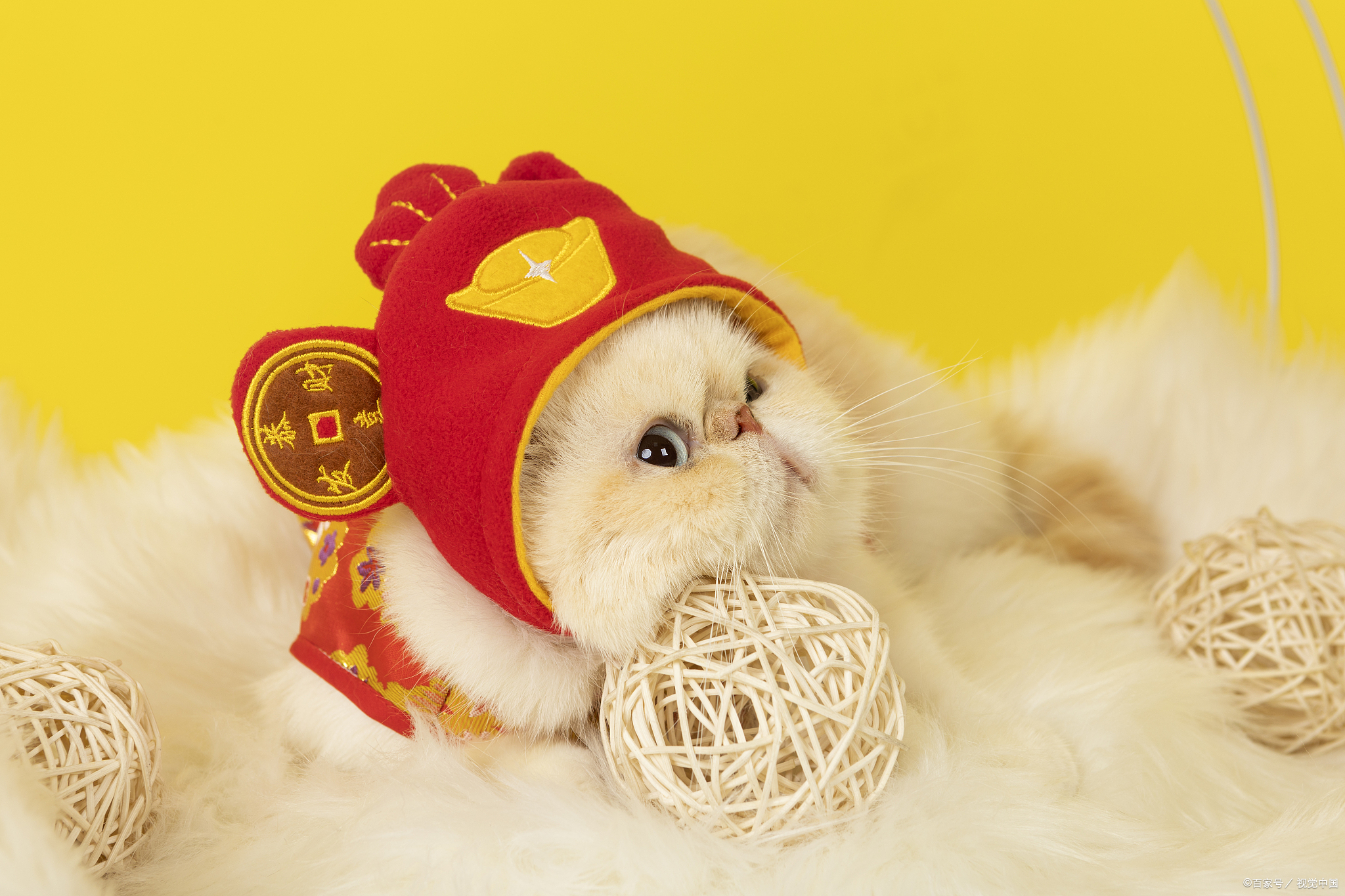 加菲猫价格大揭秘:多少钱一只,你真的知道吗?