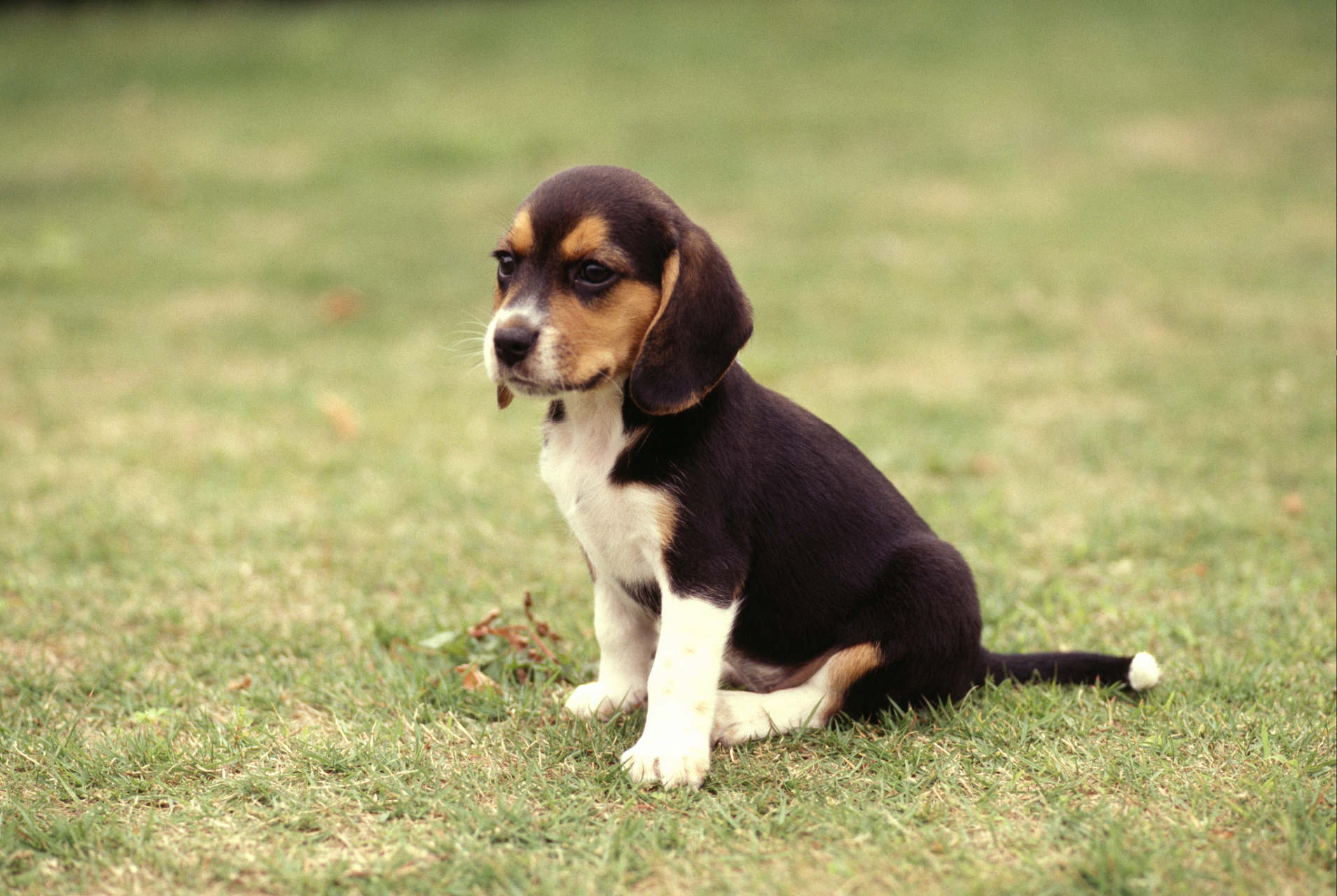 比格犬是充满活力,聪明可爱的犬种,曾是猎场上追逐猎物的能手,如今已