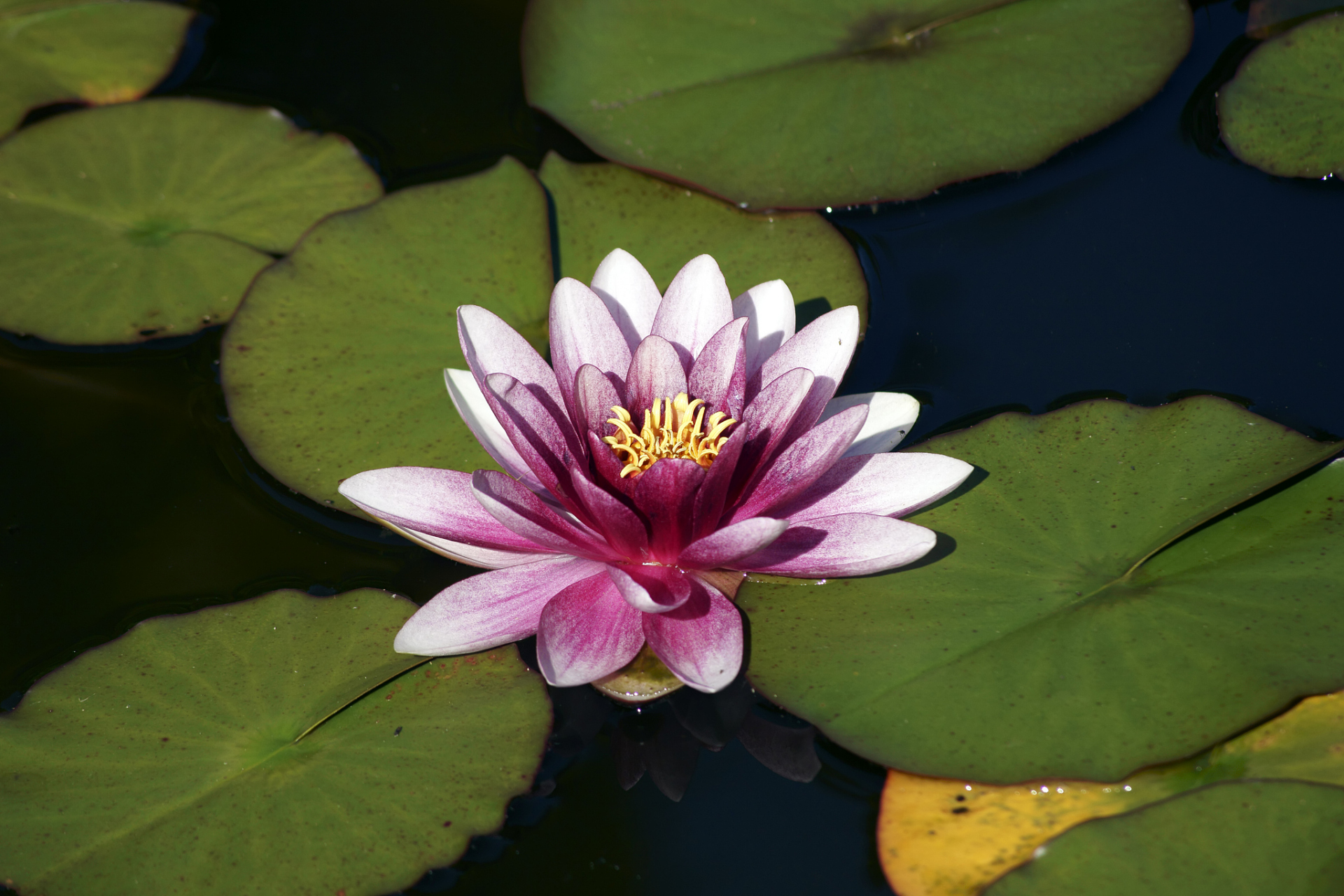 睡莲科植物中,子午莲,粉色睡莲,野生睡莲,矮睡莲,侏儒睡莲等品种的