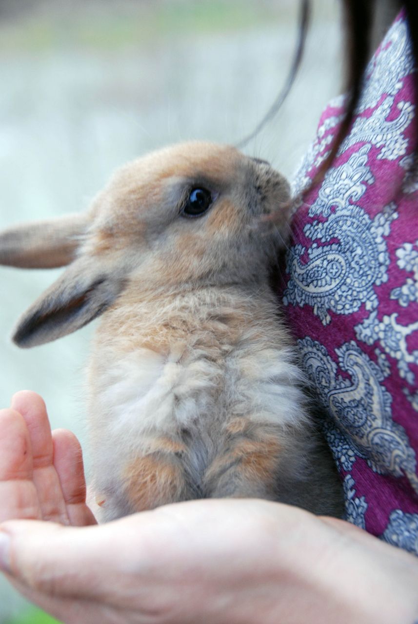 [原文:小动物夏天怎么避暑?