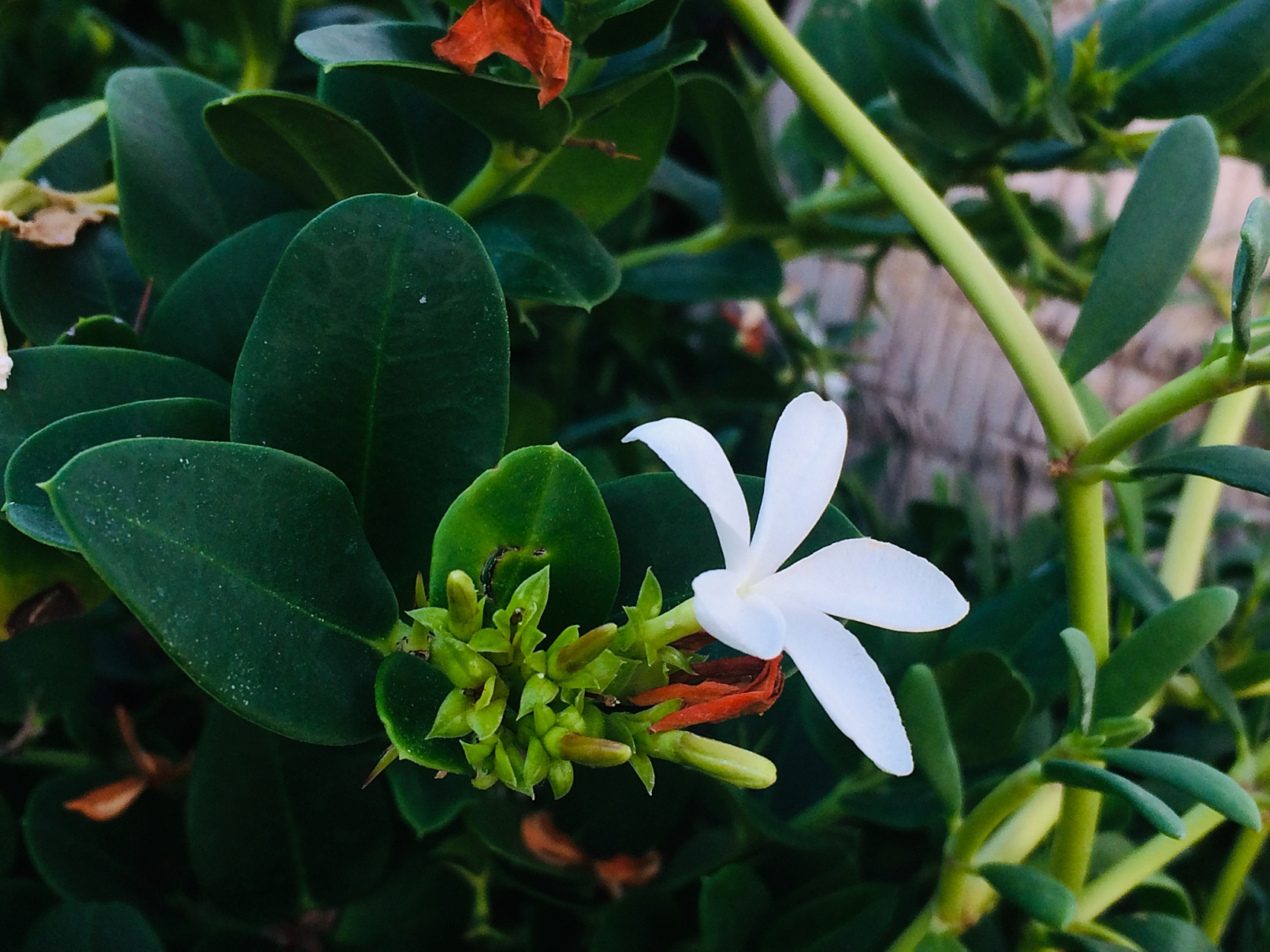 米叶橙花瑞香是一种具有独特魅力的植物,需选择合适的盆土,注意光照和