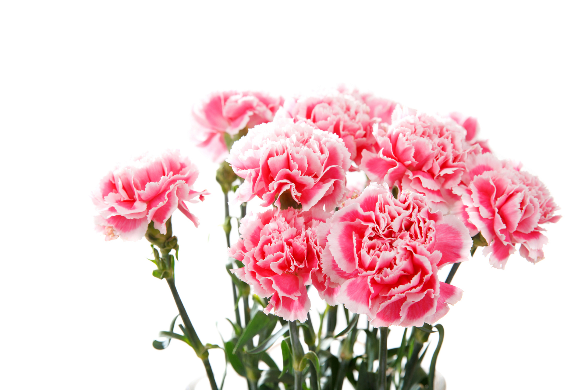 520情人节鲜花特惠# 康乃馨:母亲我爱您,热情,真情 康乃馨(红):相信