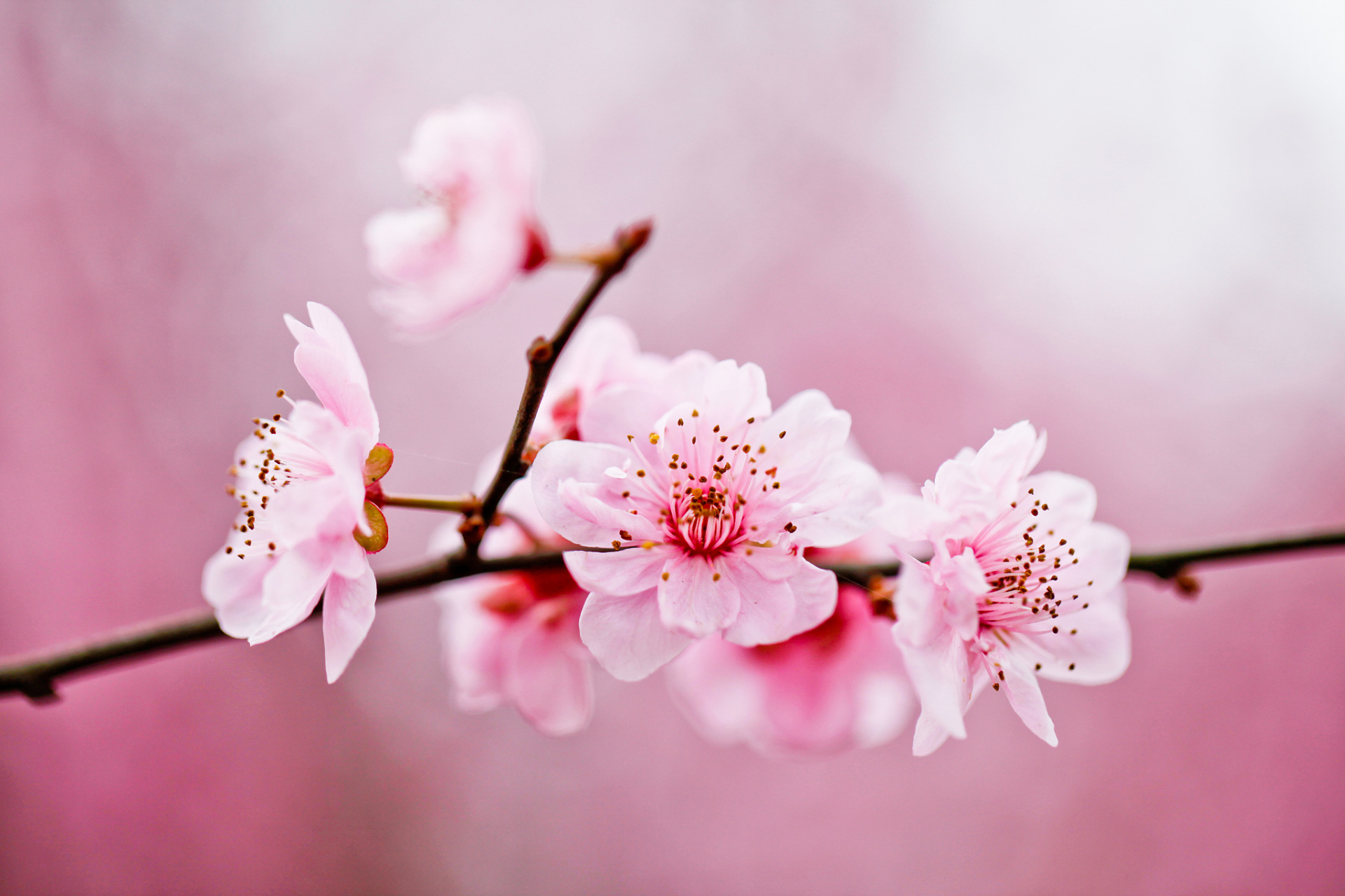 林芝桃花最佳时间: 林芝桃花是中国春天的一道亮丽风景,每年3月至4月