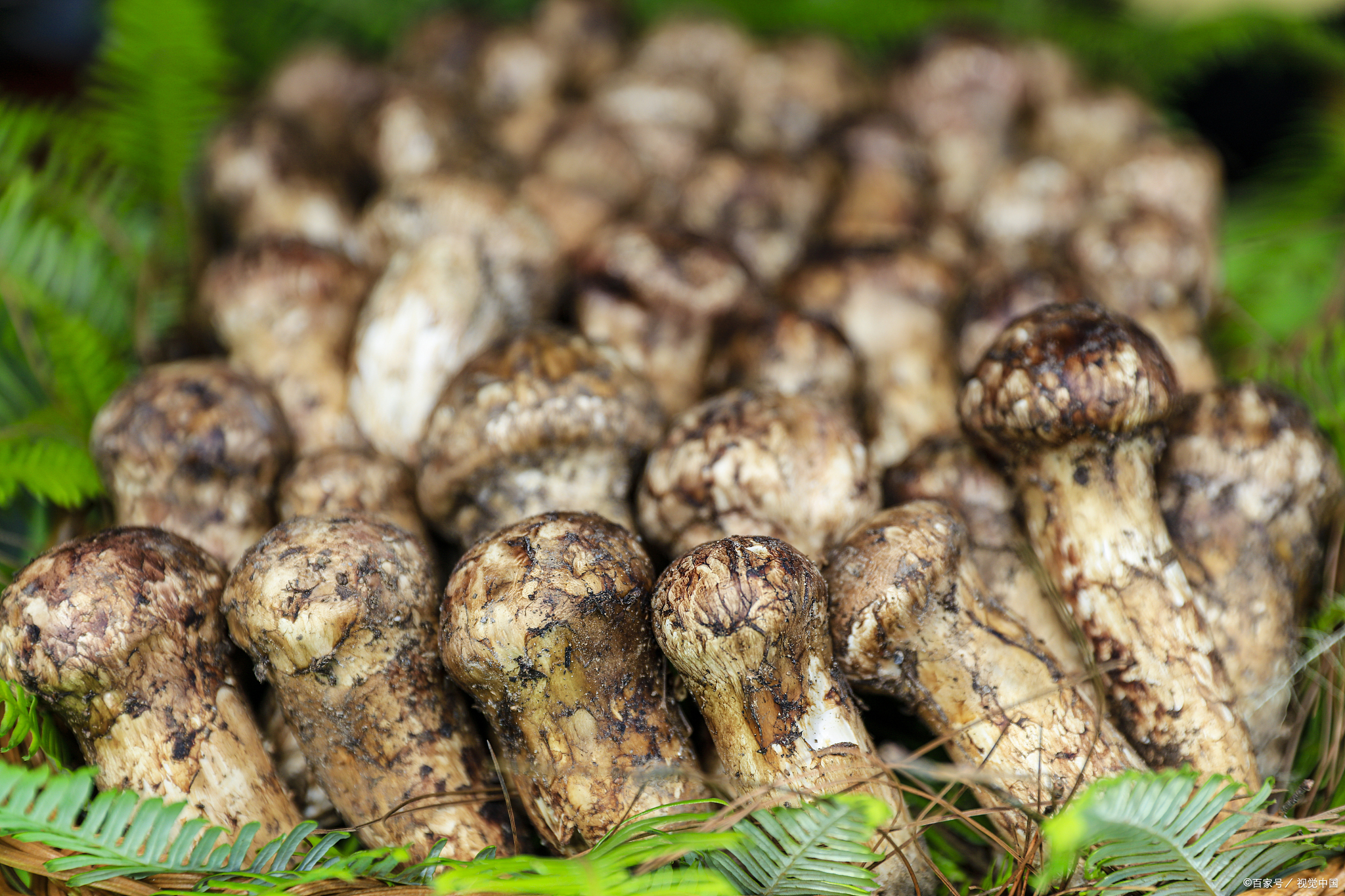 松茸:大自然的馈赠,美食界的珍宝!听听专家怎么说!