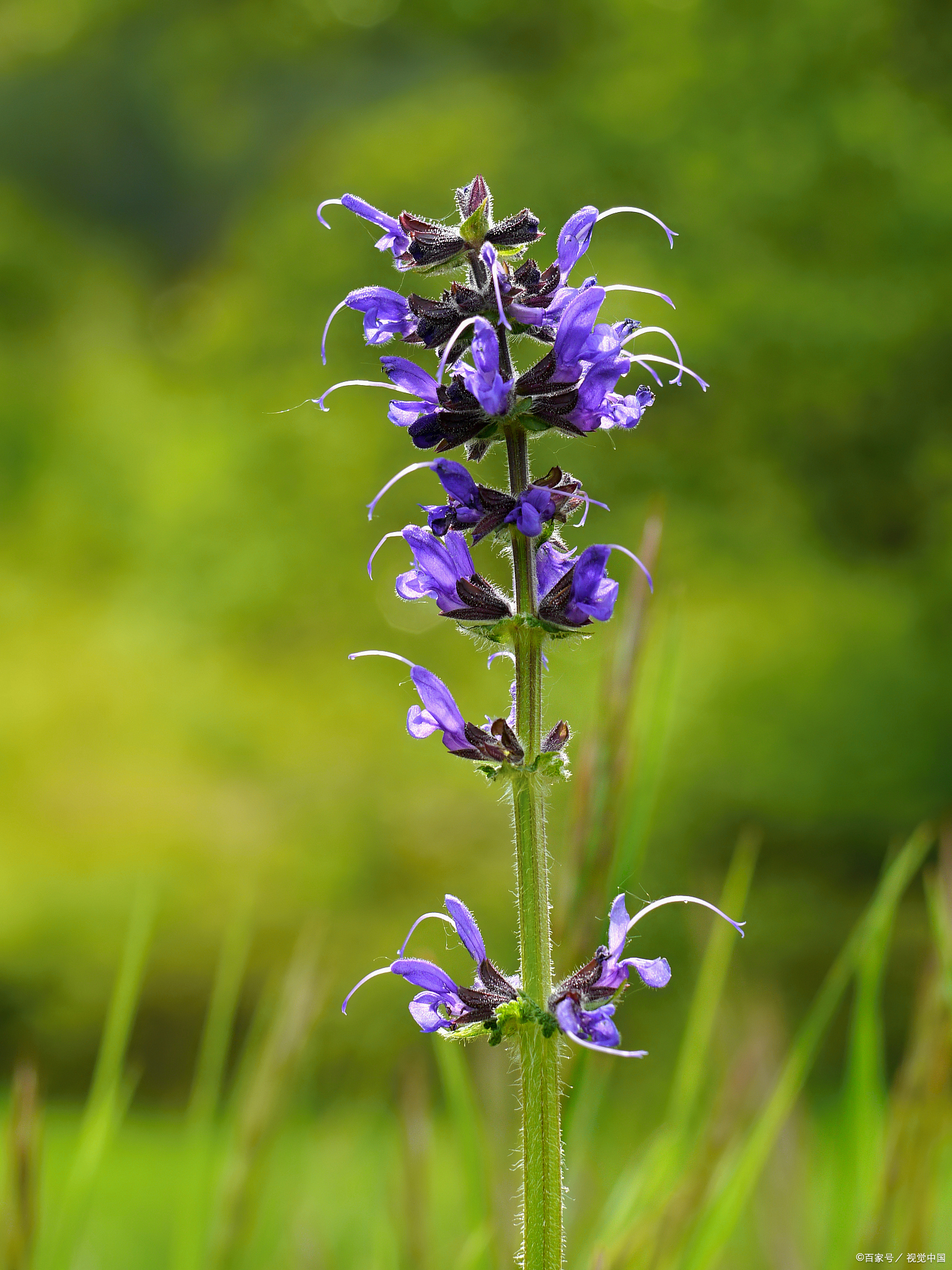 清热燥湿药:黄芩