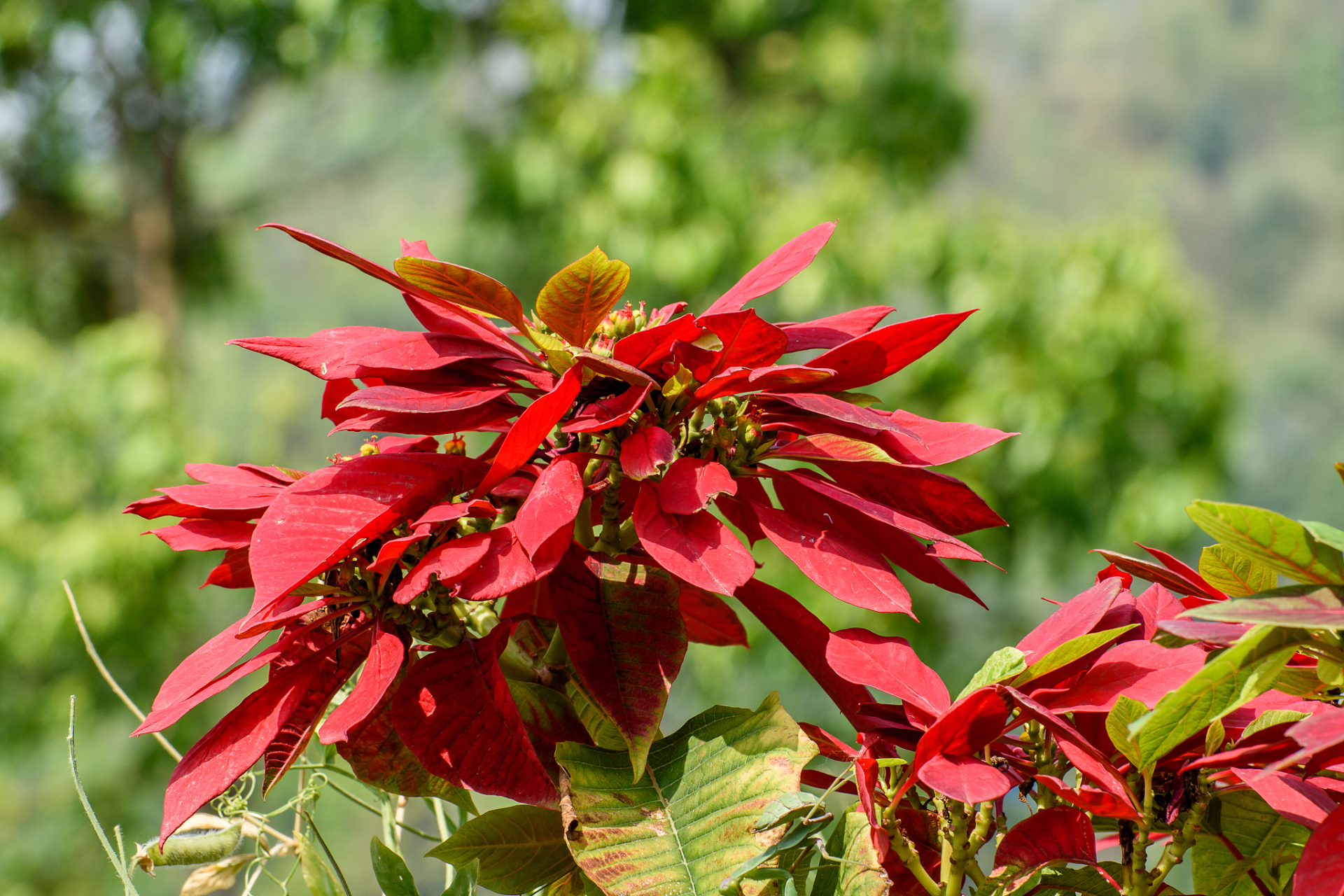 雁来红,别名老来少,三色苋,叶鸡冠,老来娇,老少年.