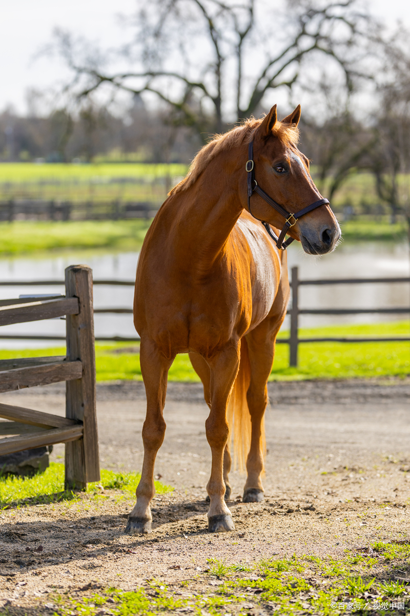 生肖马2025运势3月(属马人2025年全年运势运程)