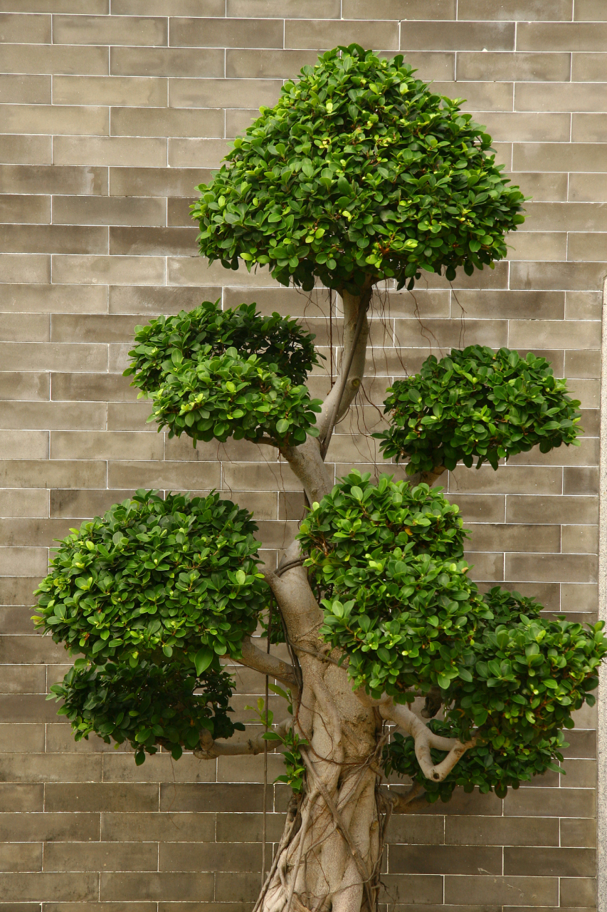 黄杨树是一种观赏价值高且适应力强的植物,养殖过程中需了解关键的