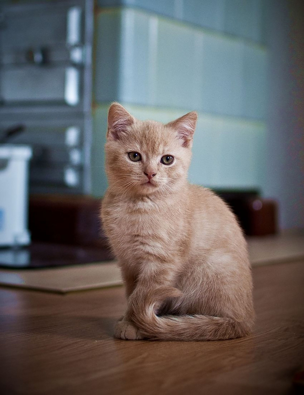 曼切堪猫的性格特点怎么样#猫咪#   曼切堪猫的性格特点是温柔,热情