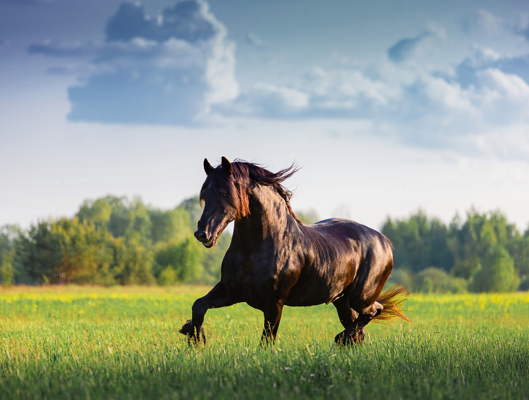 关于马的冷知识,马从母体分离的那一刻起,就要站着