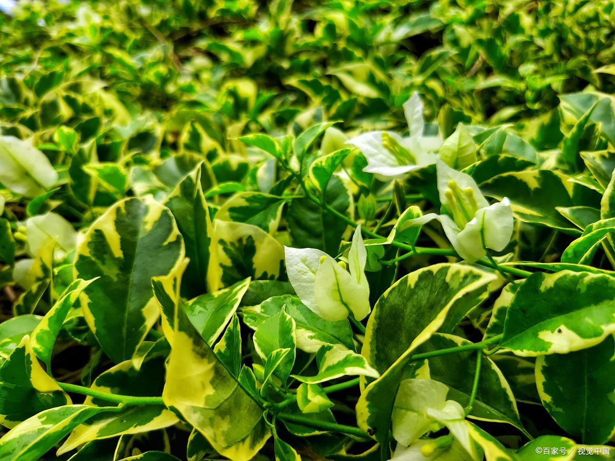 桑叶芽,这自然界的绿色宝藏,以其鲜嫩的姿态和丰富的营养,成为餐桌上