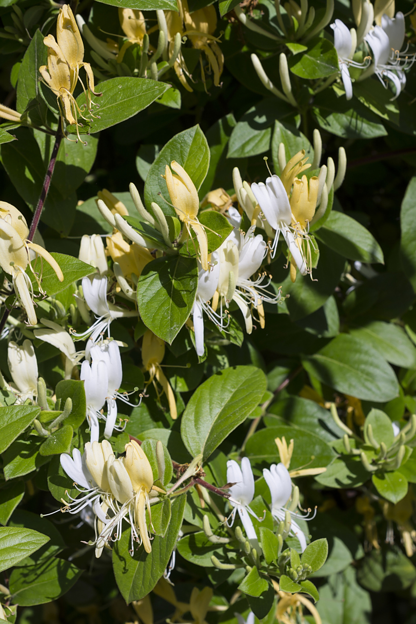 路边两棵草,别人不当回事,其实它是个宝! 大家好,我是肝病医生洪臣.