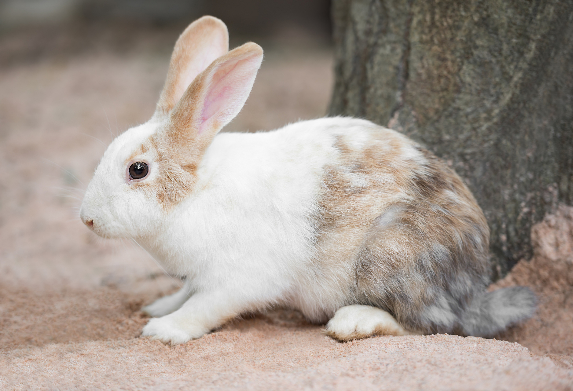兔子,这林间跳跃的精灵,其饮食偏好宛如自然界中细腻编织的食谱,充满