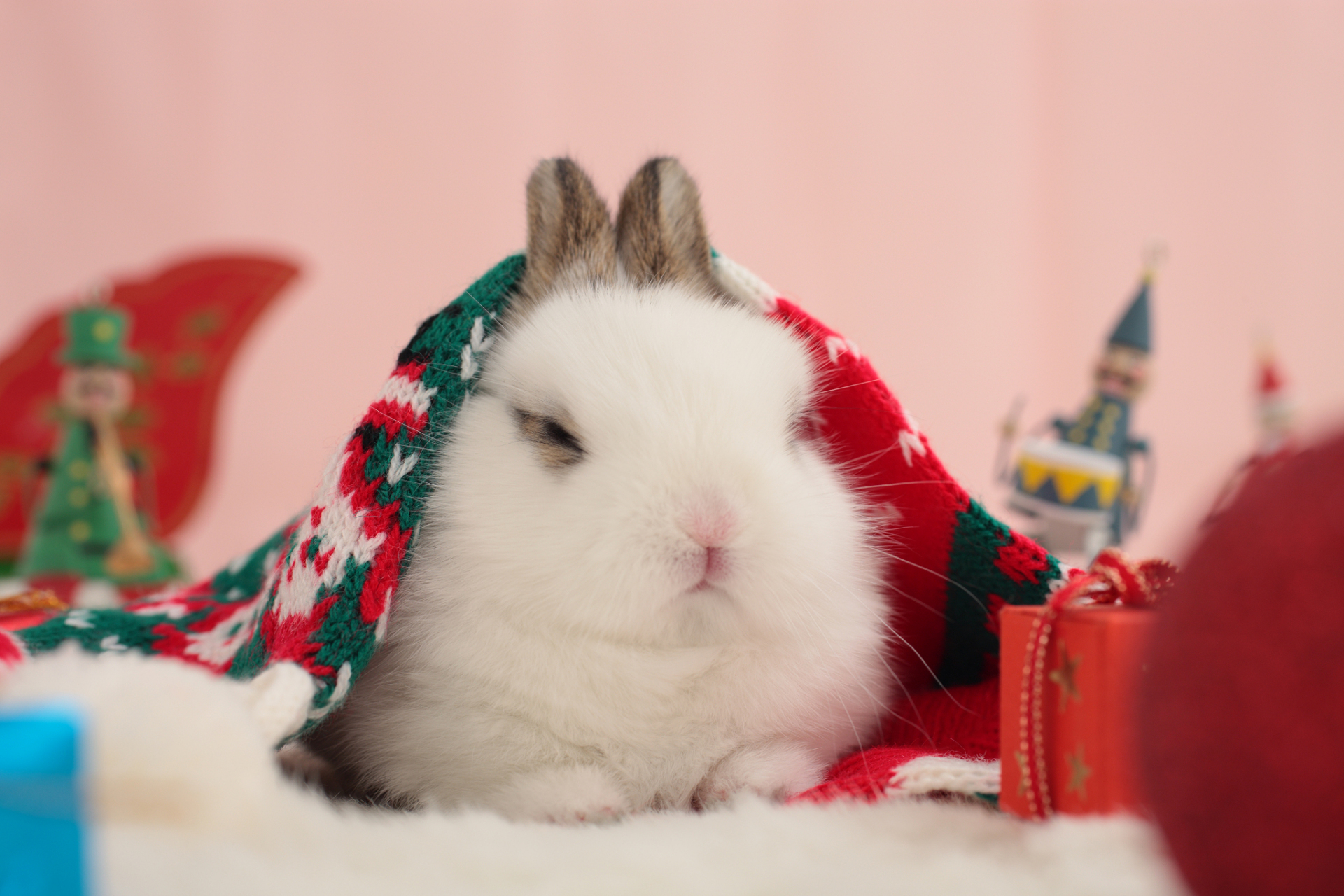 我的宠物兔子小白,之前不小心从高处掉落,不愿意走路,疼痛表现非常