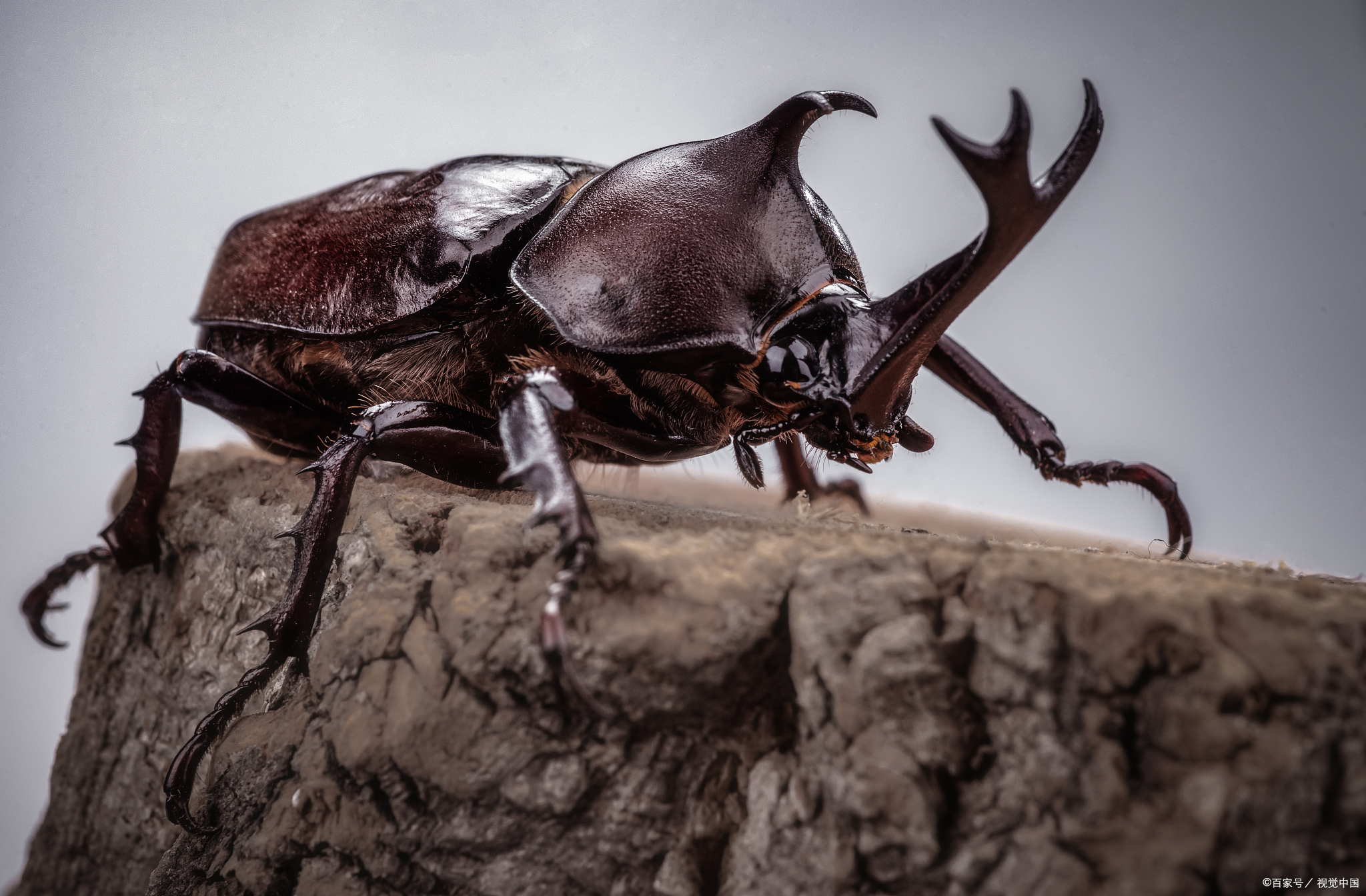 独角仙之美:幼虫呵护指南