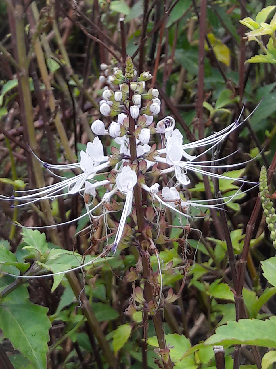 福建厦门,一家药店在门前路上晒了一些草药,不久,一老农路过,发现地上
