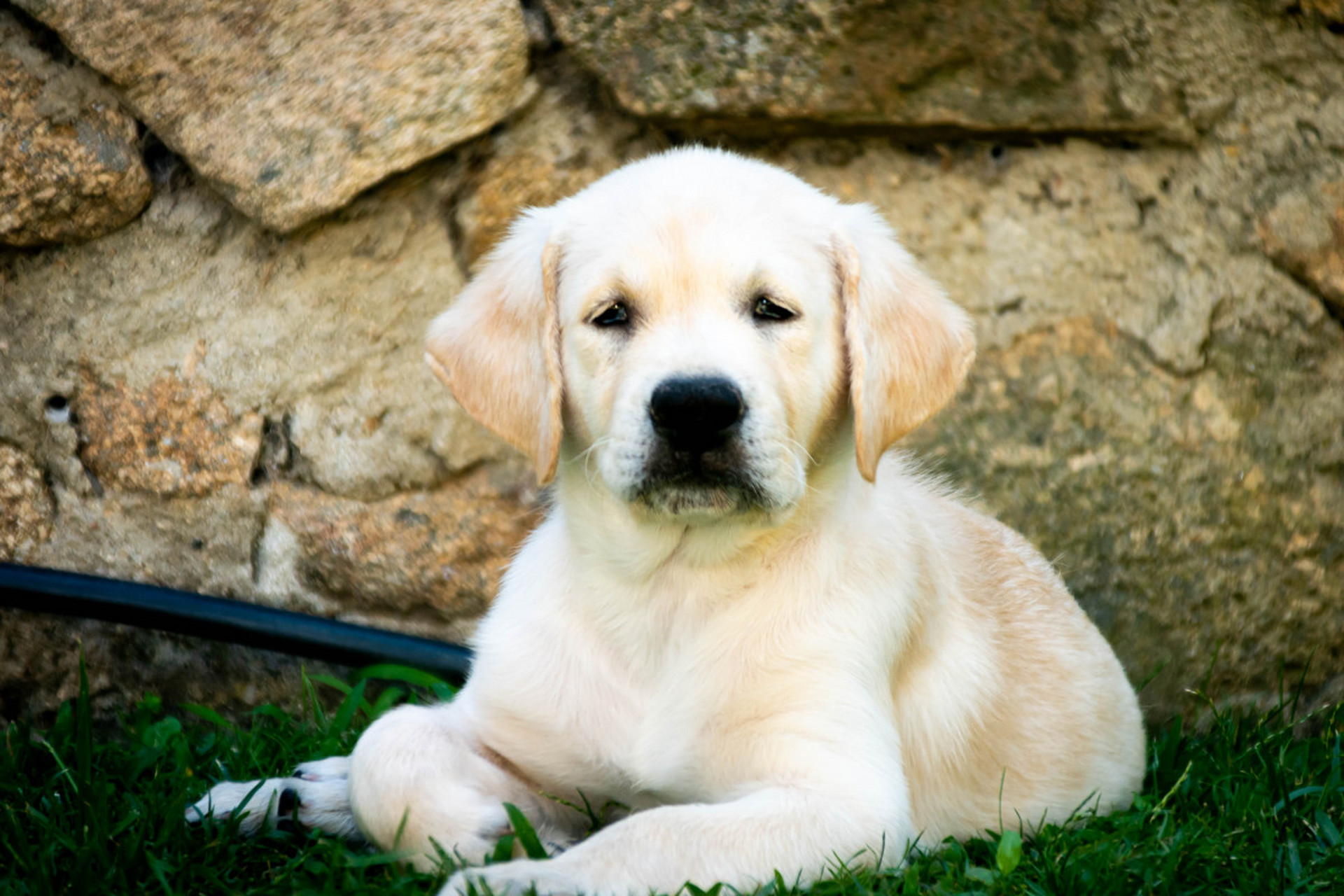 拉布拉多犬忠诚又活泼,但体型大,猎食本能强!饲养需慎重.