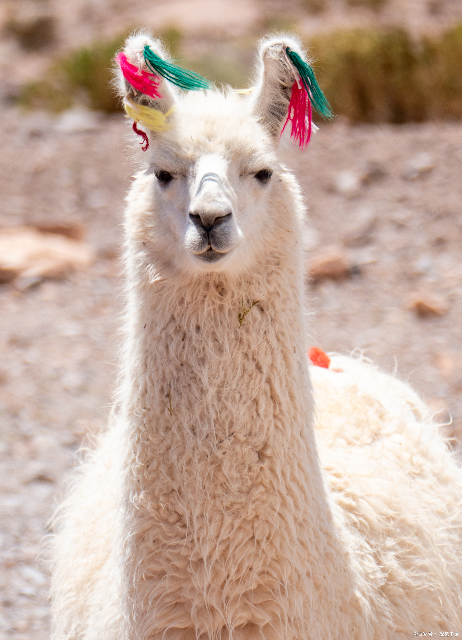 哎呀呀,这次可是个萌翻天的故事.@三农致富人的动态