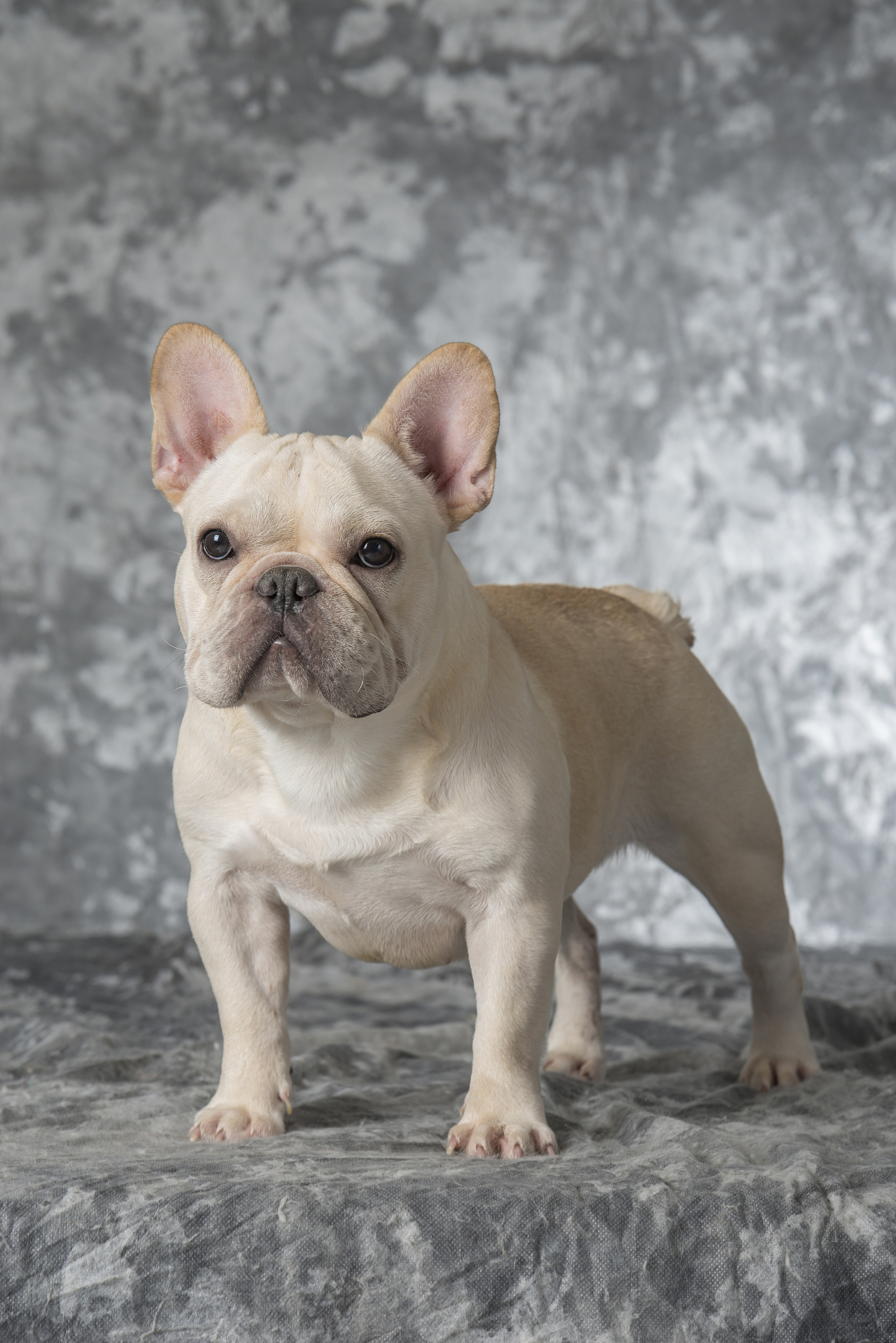 口碑最好的小型犬包括   1 法国斗牛犬