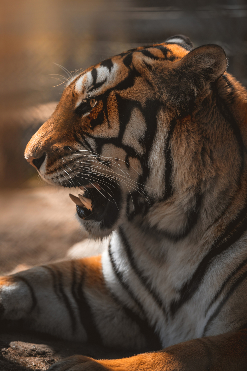 虎诗:豁然一啸撼八方,我本无心称霸王 【虎年虎诗13首】 1,《虎》唐