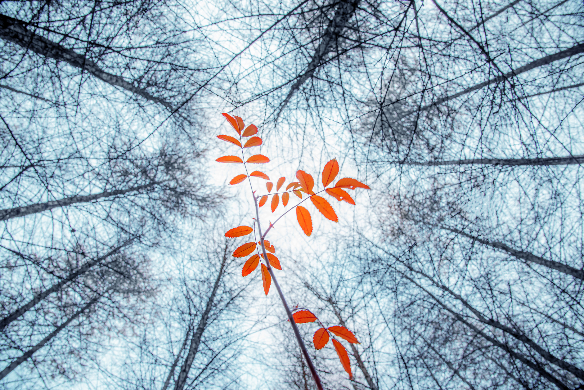 高蟾在"一片伤心画不成"后,凭借勤奋进士及第  晚唐诗人高蟾虽然出身